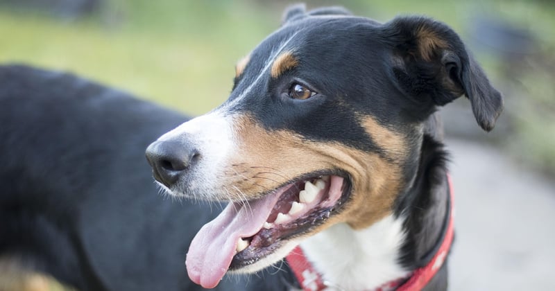 Dürfen Hunde Kichererbsen essen? Alle Fakten für sicheren Genuss