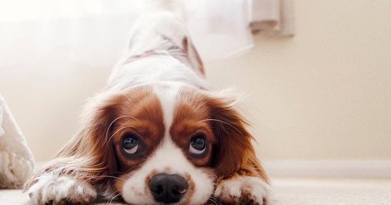 Cavalier King Charles Spaniel: Der perfekte Familienhund im Porträt