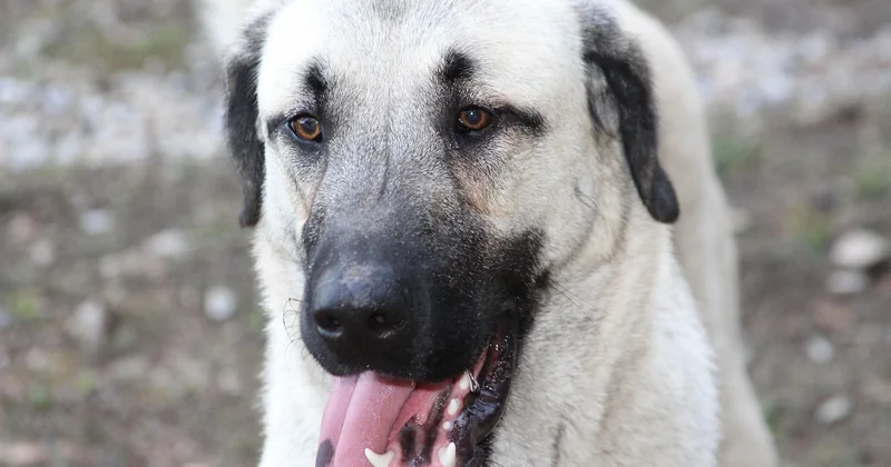 Kann ein Kangal ein Familienhund sein?