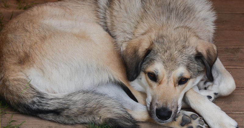 Ist der Kangal gefährlich? Die überraschende Wahrheit über Herdenschutzhunde