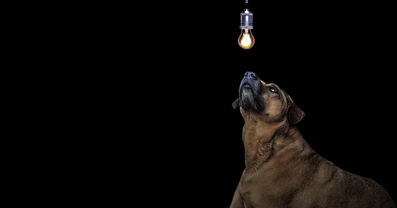 Steht der Kangal auf einer Rasseliste? Die rechtliche Lage in Deutschland